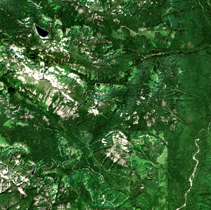 Cascade forest near Skykomish in August 2022, before the fire